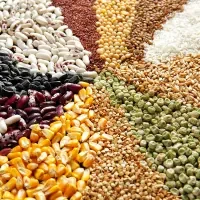 Grains and Cereals