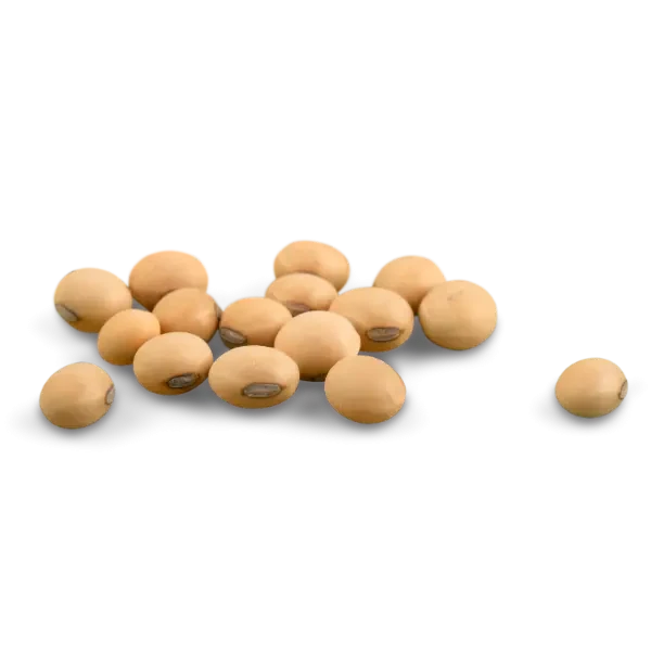 Soya Beans